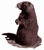 Ground hog seeing its shadow
